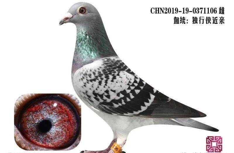 世界级大名鸽独行侠子孙后代在国内落地开花