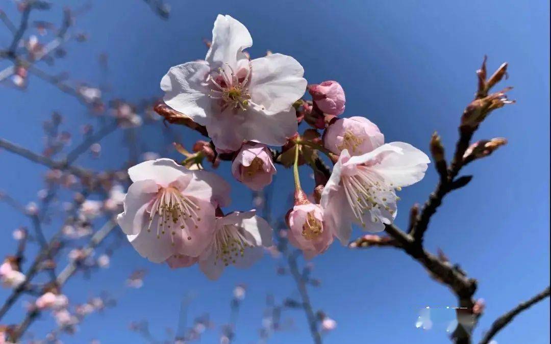 快收好！早春“百花图”惊艳上线！梅花吐芳、樱梅娇艳，赏花打卡指南为你整理好了！