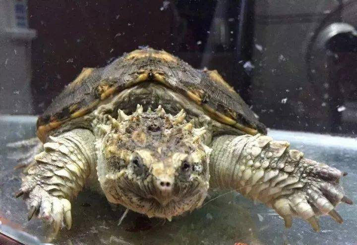 上班族养龟最为合适了