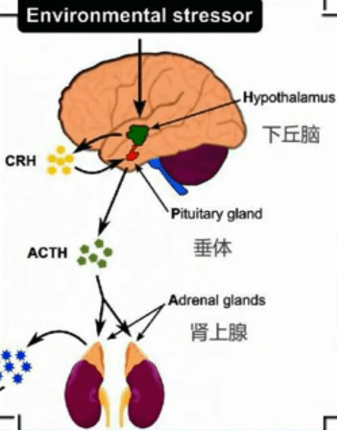 即在我们存在消极情绪时,大脑中的杏仁核会通过下丘脑-垂体,肾上腺