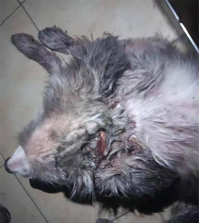 贵州丨太残忍1岁小狗狗全身刀伤皮开肉绽满身血小狗疼的颤抖不止