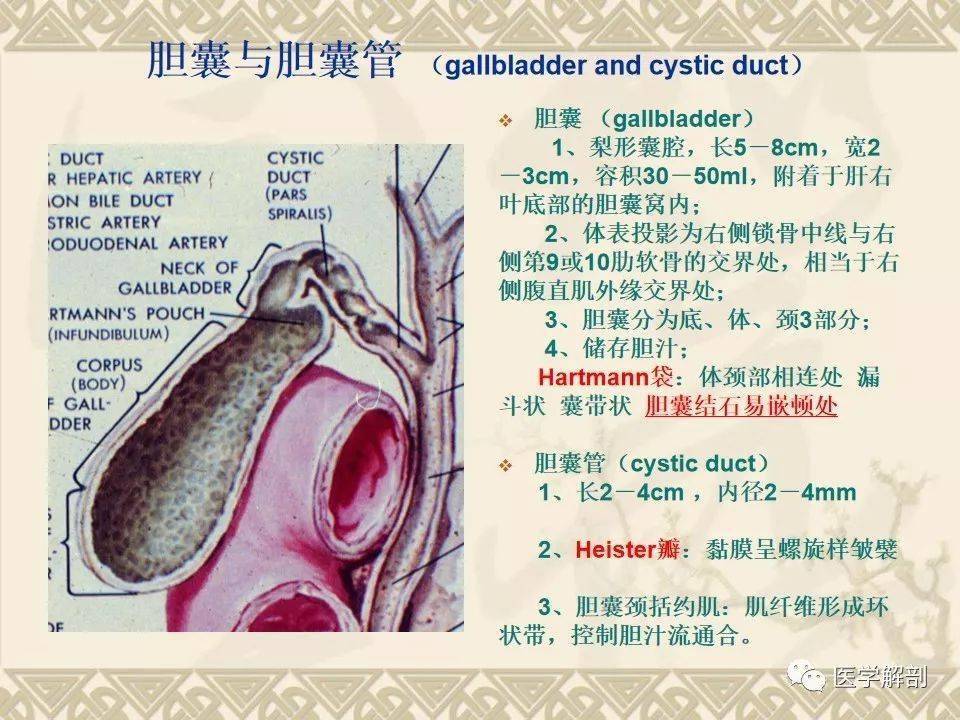 解剖腹部丨胆道系统解剖详解