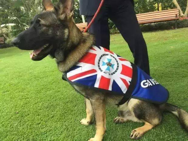 小警犬慘遭開除，竟是因為……好氣哦！！ 萌趣萌寵 第27张