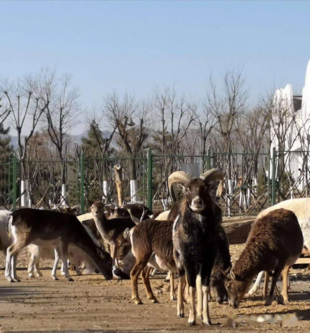 春光萌寶好作伴 快去大青山野生動物園看看這些小可愛吧