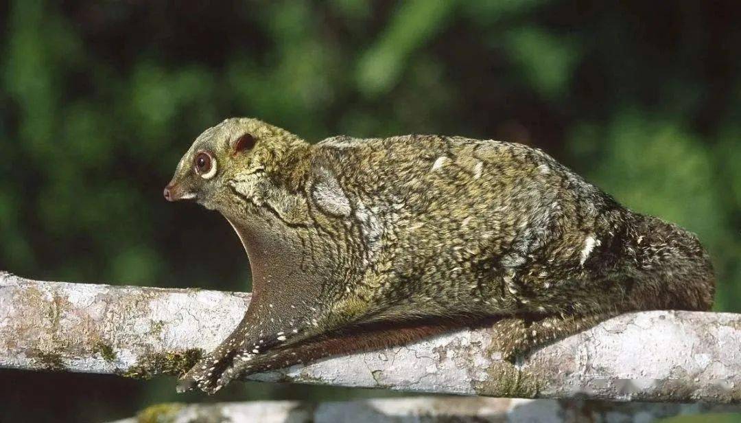 4,鼯猴子,也叫飞狐猴,这亮眼的毛色,这布灵布灵的大眼睛,又像大号蝙蝠