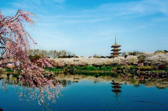 共赴樱花之约，武汉东湖等你！
