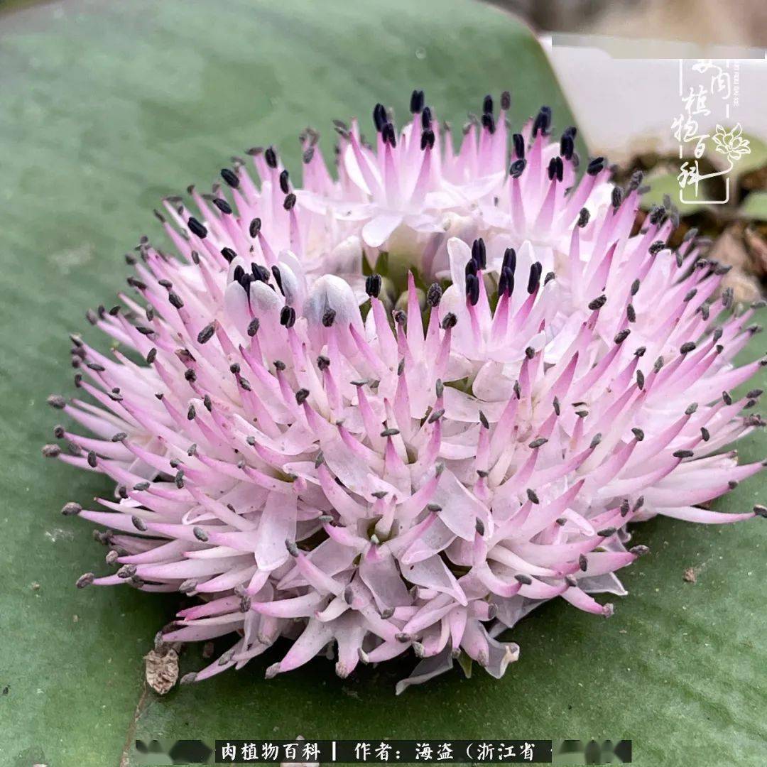 科普镜花水月鳞茎类镜属多肉的养护攻略