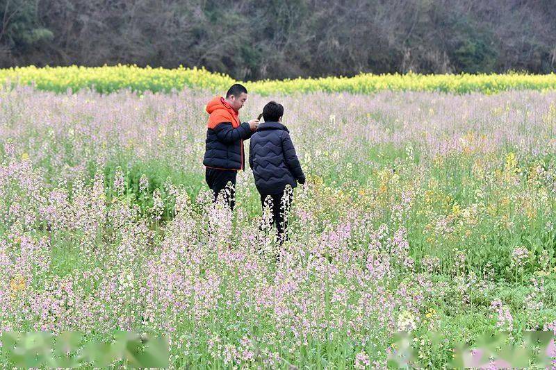 太古岛油菜花图片