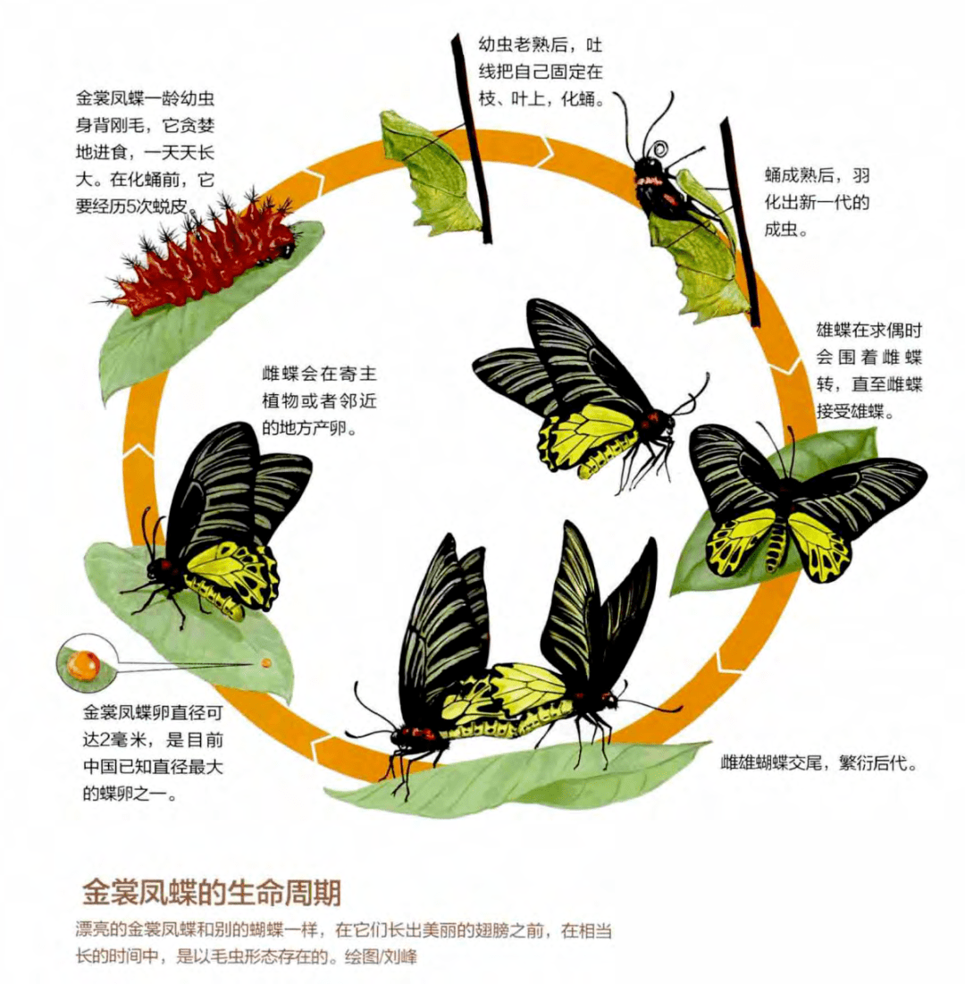 会飞的花朵中国珍稀蝴蝶
