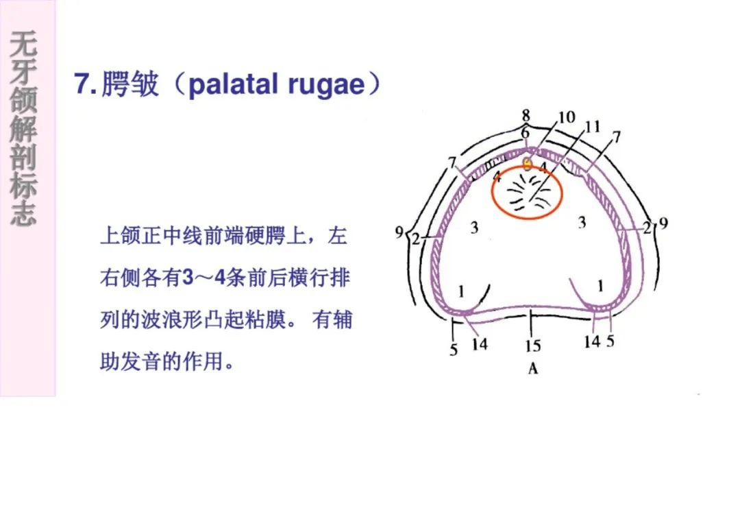 无牙颌的解剖标志图片图片