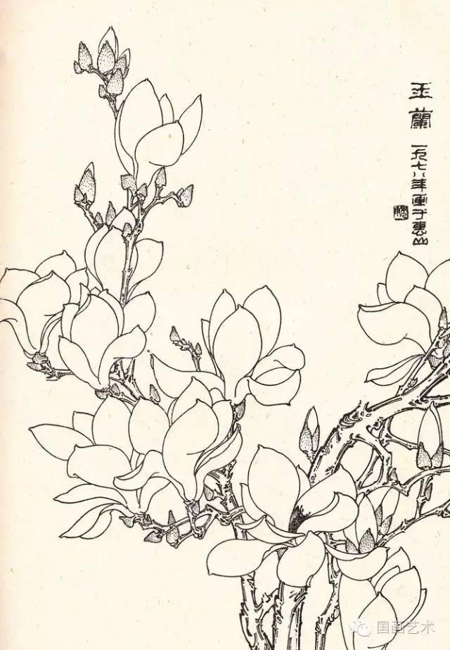 这么美的白描玉兰你不进来看看