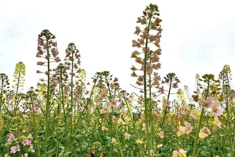 渔溪彩色油菜花图片