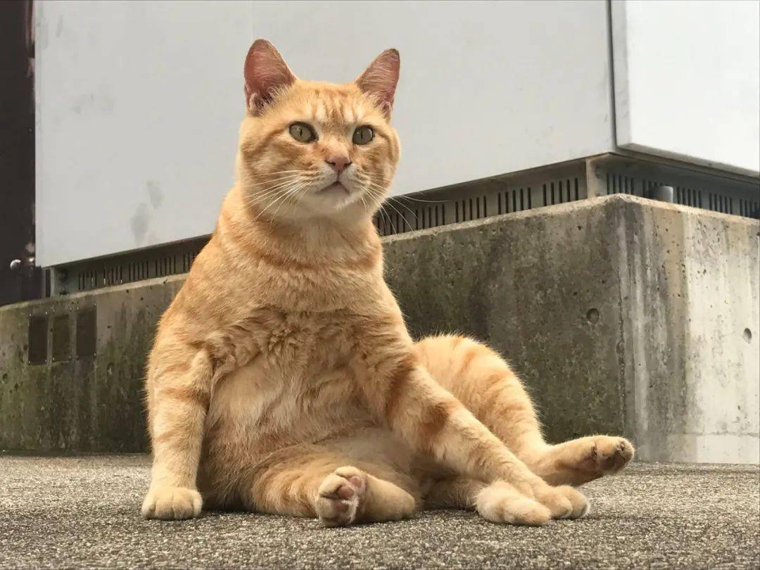 硬闯4年美术馆的日本小猫咪终于进去了门卫大叔不屑一笑就这