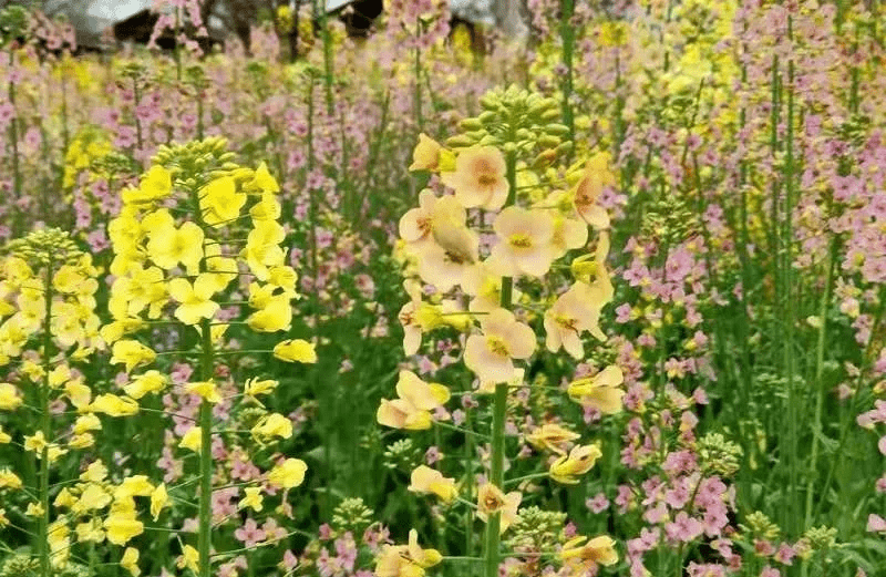 渔溪彩色油菜花图片