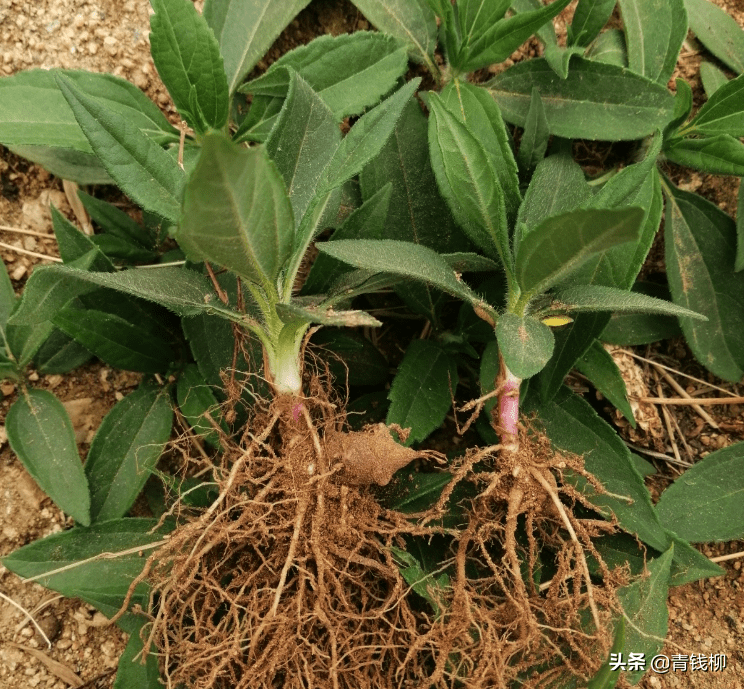 北方菊芋丰产栽培技术 块茎