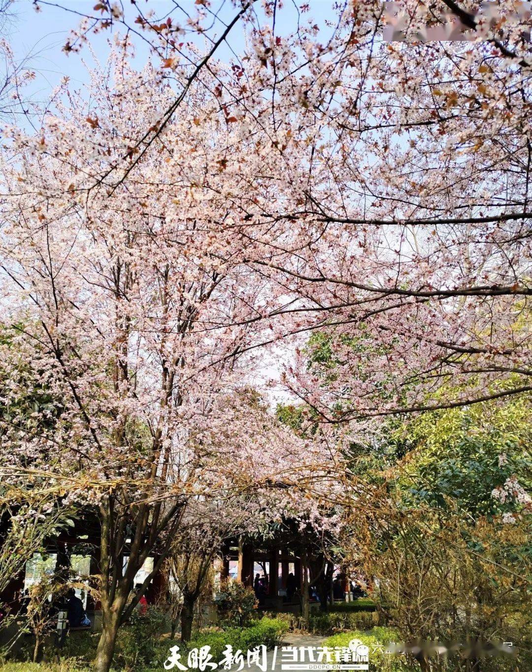 六枝桃花公园百花放满园春色醉游人