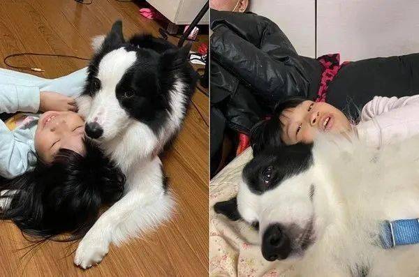 小主人向邊牧報喜：寒假多放兩天！可這貨的表情卻笑翻網友哈哈哈... 萌趣萌寵 第7张