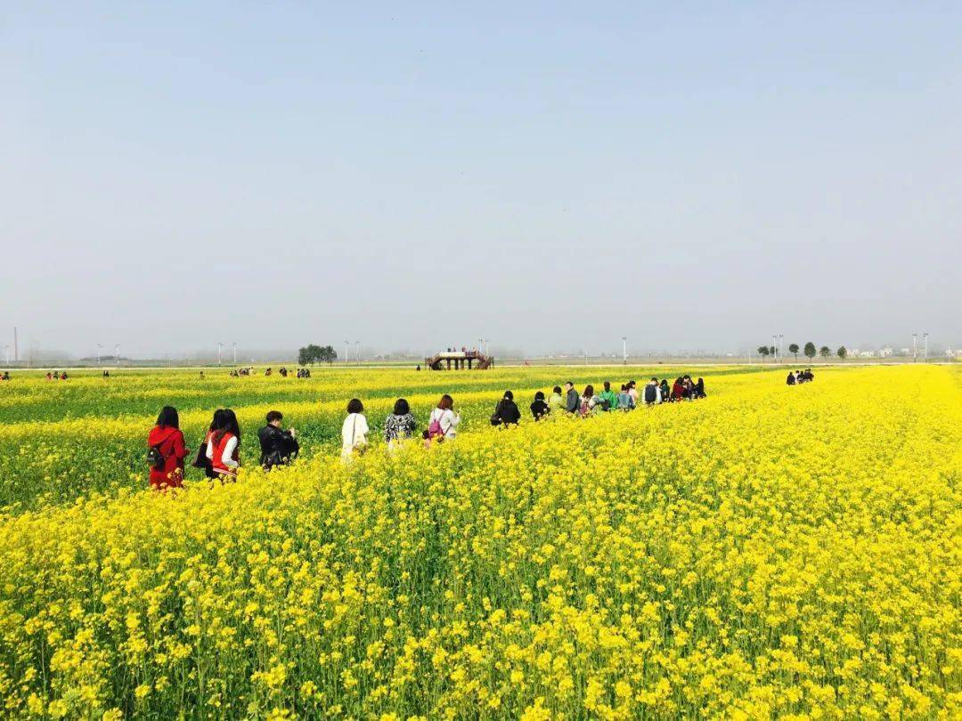 知音故里油菜花节3月6日迎客 推出一日游二日游线路 蔡甸区