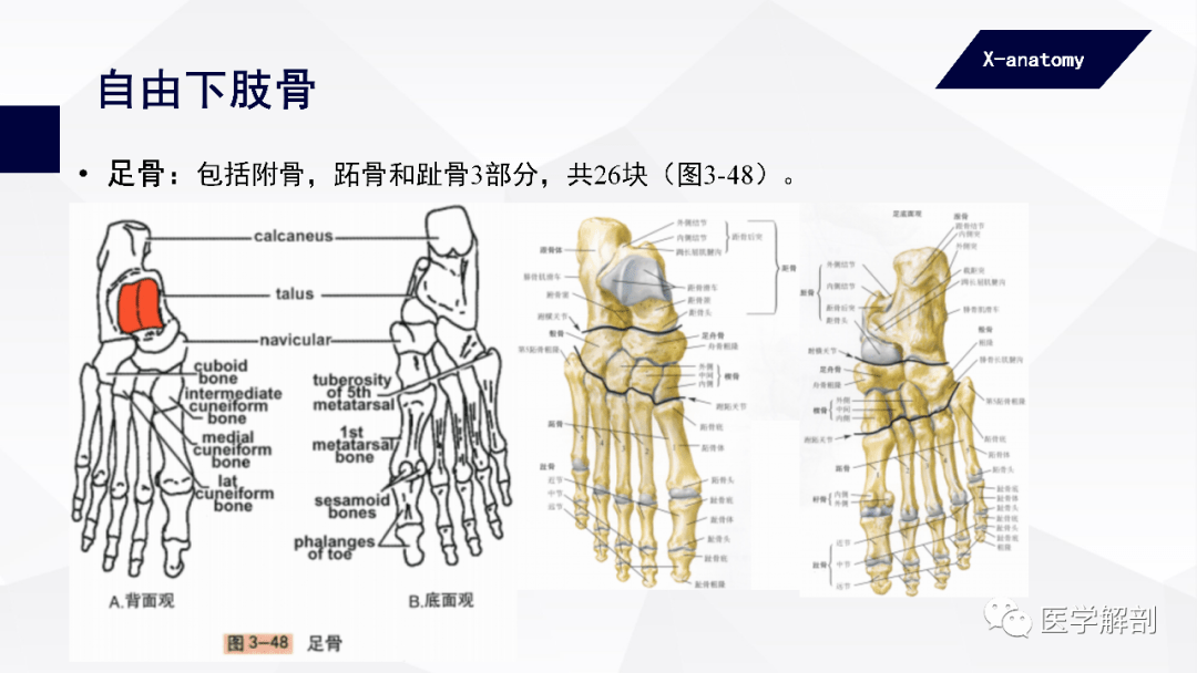 人体解剖学附肢骨及其连结下肢骨