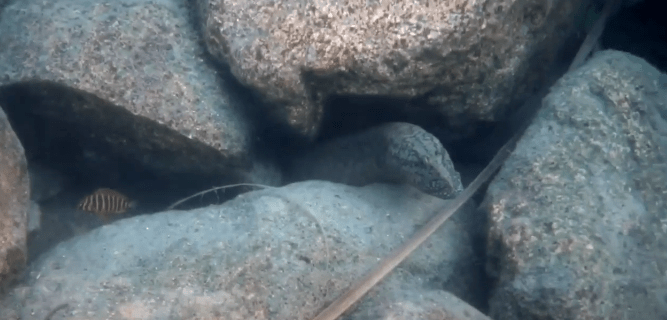 【探索土著】选择自己温暖的家:岩石、水生植物、空壳...