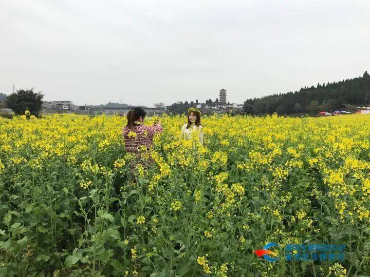 2月27日—28日,2021重慶·潼南陳摶故里第十四屆菜花節迎來首個週末