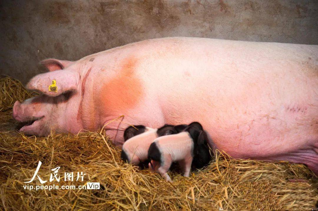 2021年上半年养猪利润的风口在哪里