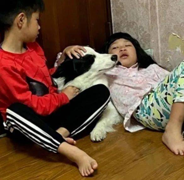 小主人向邊牧報喜：寒假多放兩天！可這貨的表情卻笑翻網友哈哈哈... 萌趣萌寵 第3张