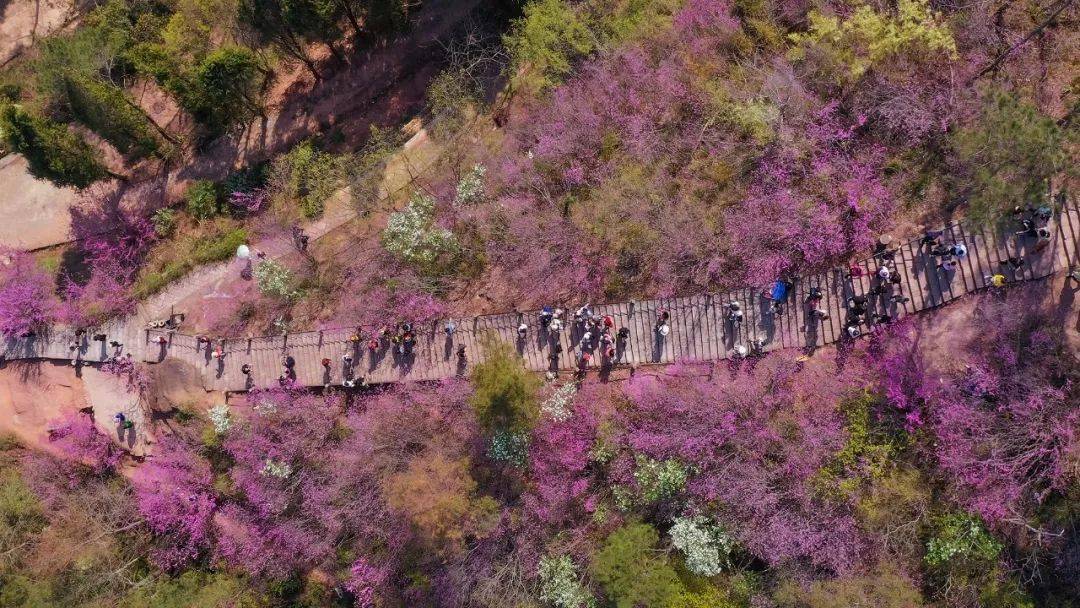 天台赤城山紫荆花花期图片