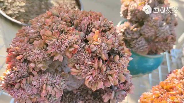 云之南多肉园红出自我的冰灿缀化有种花菜的既视感