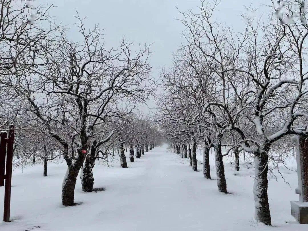 快看一场春雪后乐陵千年枣林简直美得不成样子