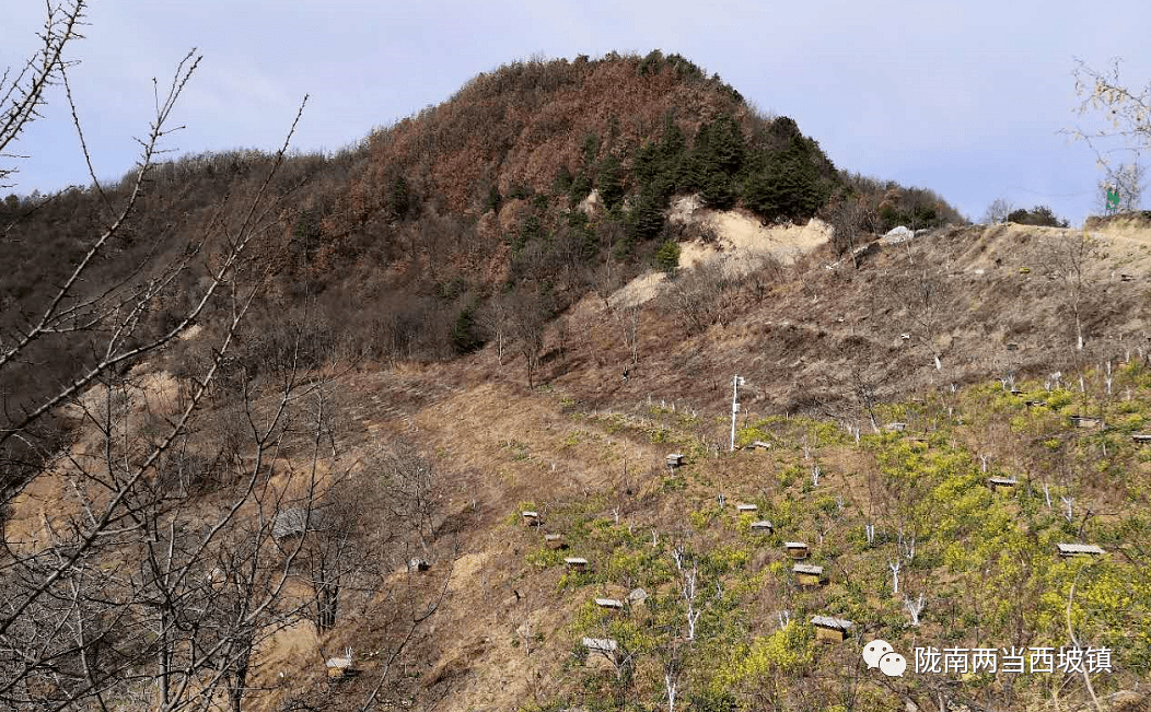 一年之計在於春西坡鎮春耕忙