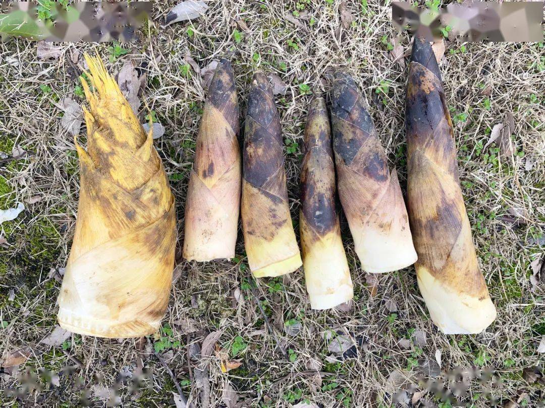 笋是高纤维食物吗 1d6e012360dc4edc88ca3040bbc26516.jpeg