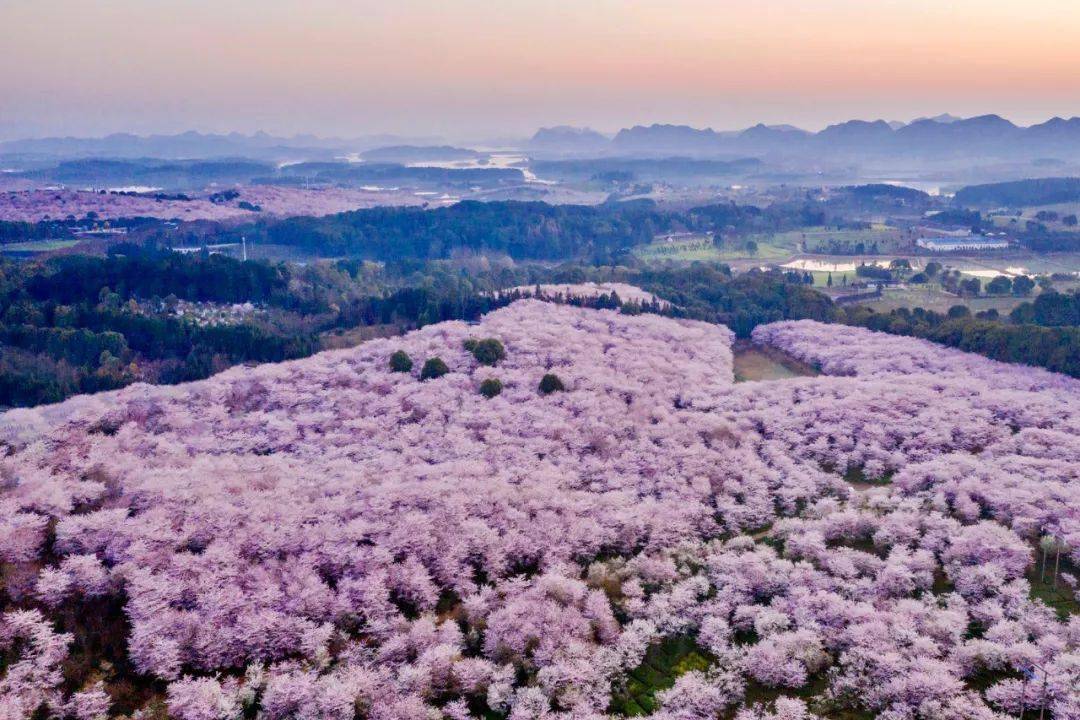 花开贵州,6000亩樱花海在平坝盛放