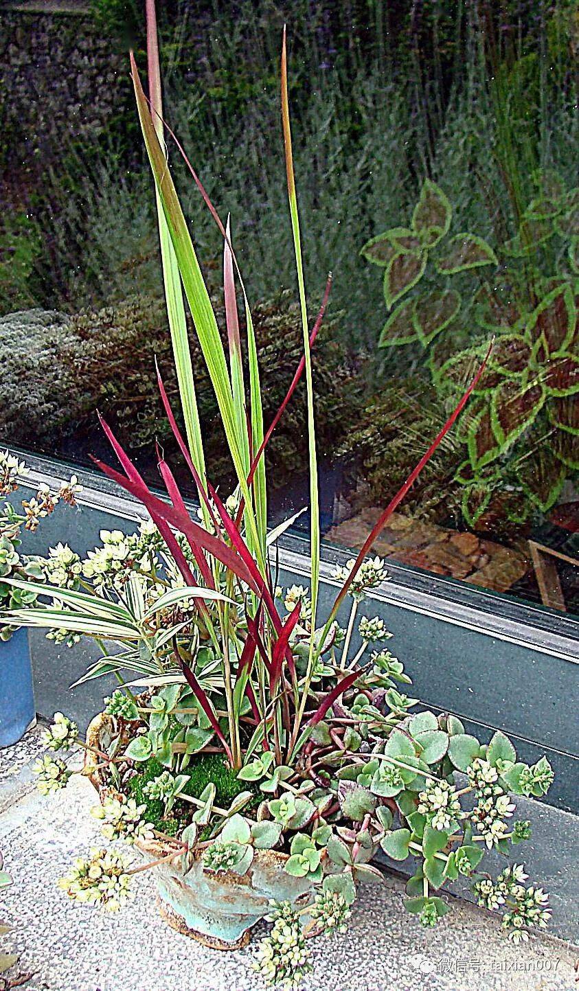 山野草盆景,野趣之美!