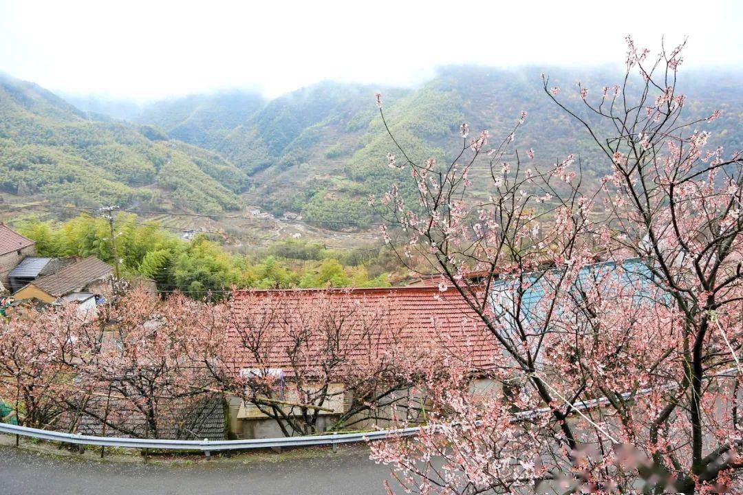 如入仙境自駕兩小時來到四明山上一座櫻花盛放的村莊