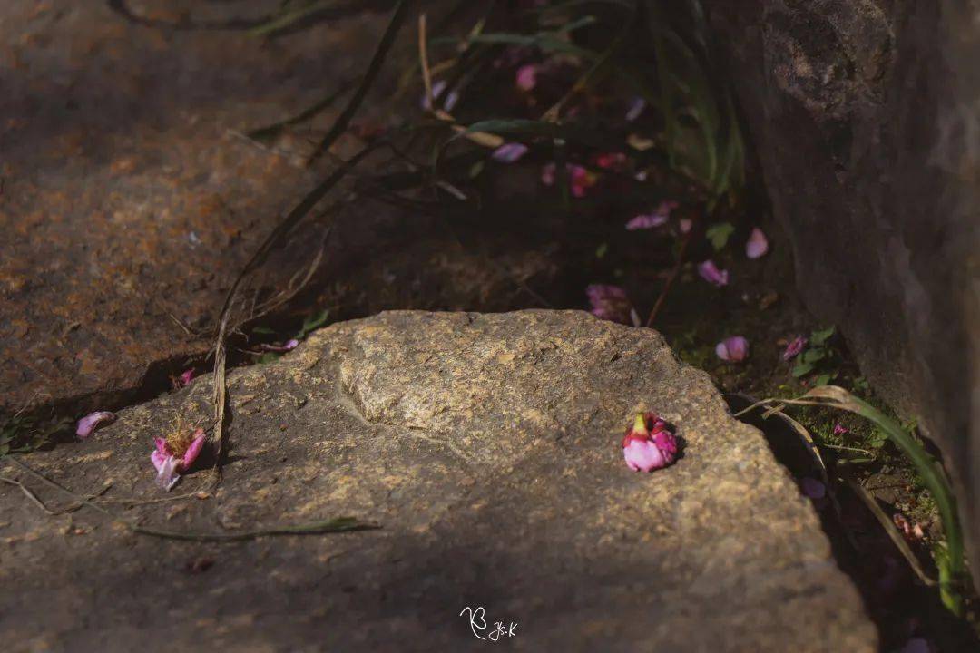 夕阳斜下,婆娑花影铺满轩,花开花落不常在,花影虚迷荫心间.