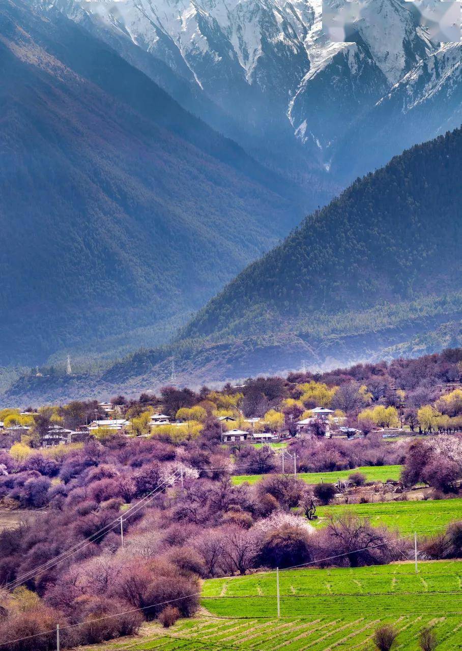 21全国版赏花地图 时间表 出炉 下 杏花