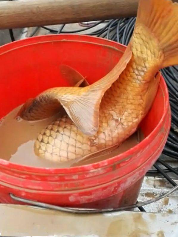 黄河边成群野生鱼浮头不乏几十斤的大鱼老乡聚集捞鱼翻河