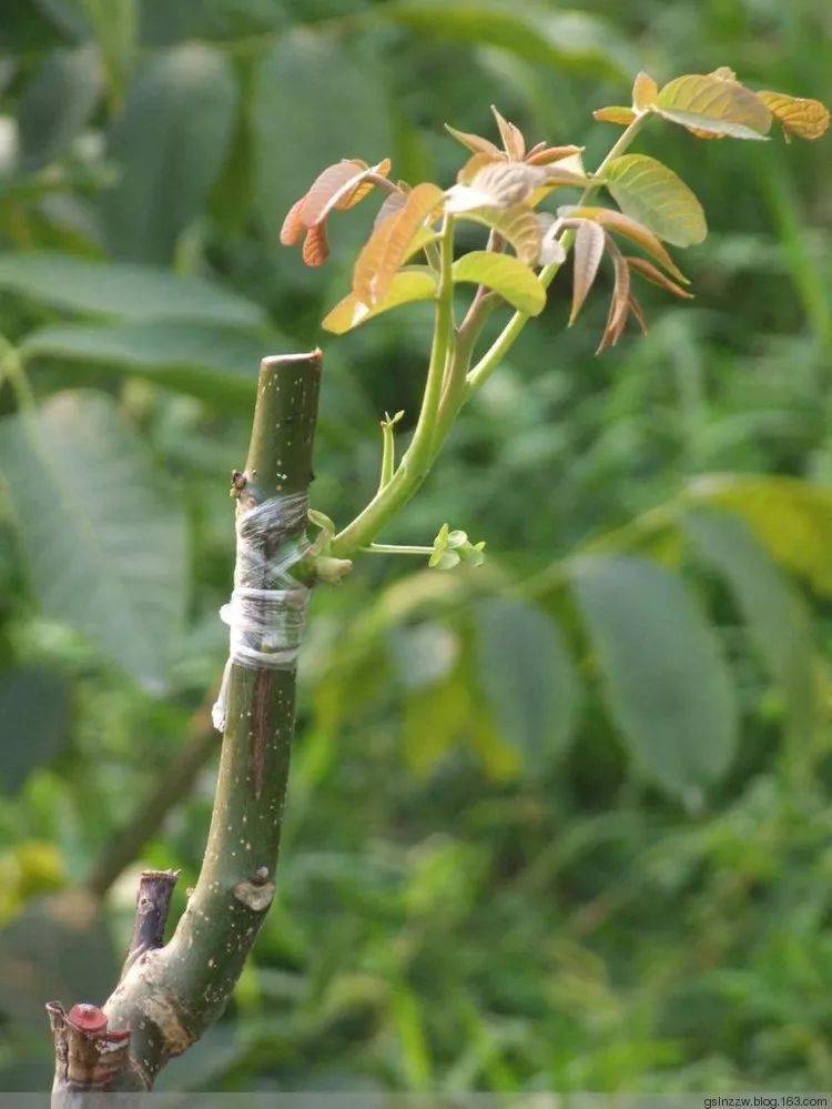 核桃芽接以6月上旬至7月上旬为宜