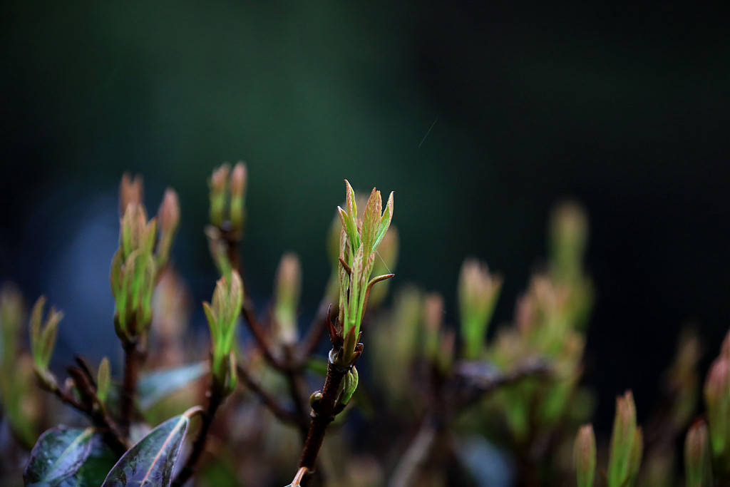 江苏淮安惊蛰节气将至嫩芽新叶春意盎然