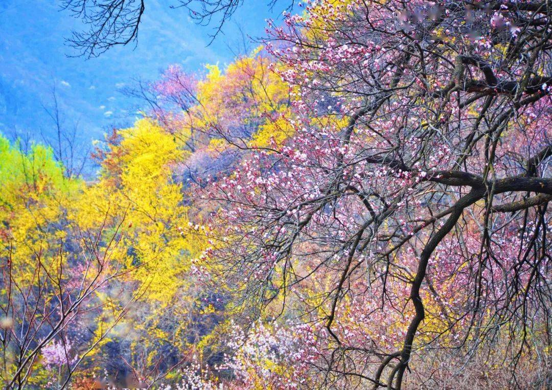 三月春花烂漫带你感受南太行的春日