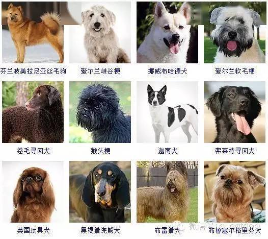 拍照识别狗的品种图片
