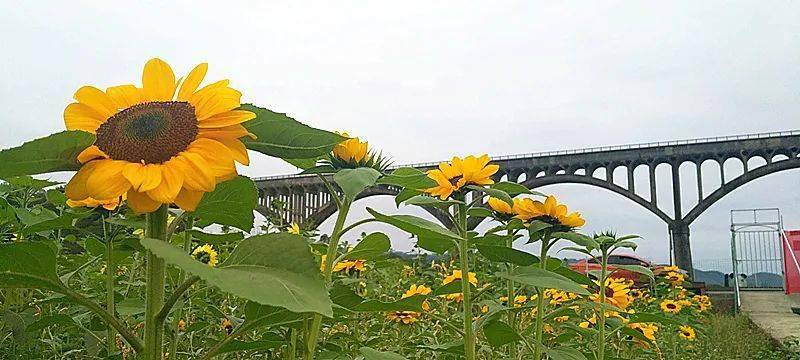 图片@标哥现在长岗坡下的向日葵已经开了,天气好的时候可以去观赏哦!