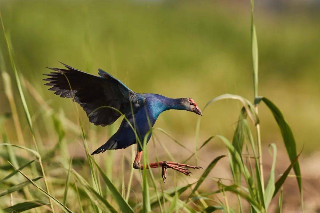 这只鸟现身潮阳湿地,你见过吗?_黑背