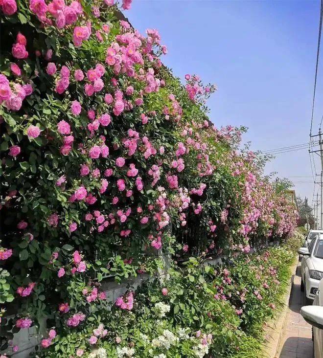 有白丁香,紫丁香,暴馬丁香花開時間:3月底至4月公園位置:裕華區丁香園