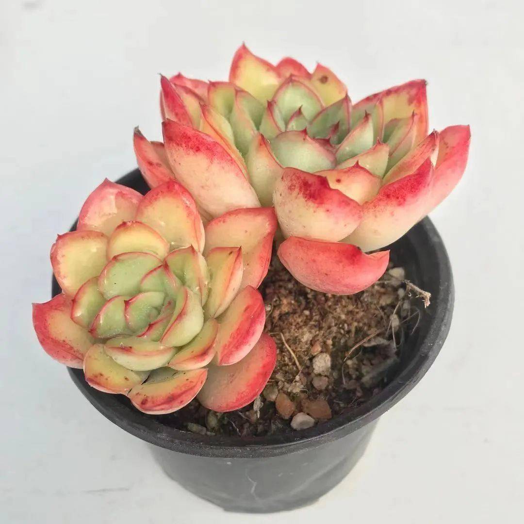 桃霜多肉老桩怎么控养 314c9276314141679a9f0592b5462ffb.jpeg