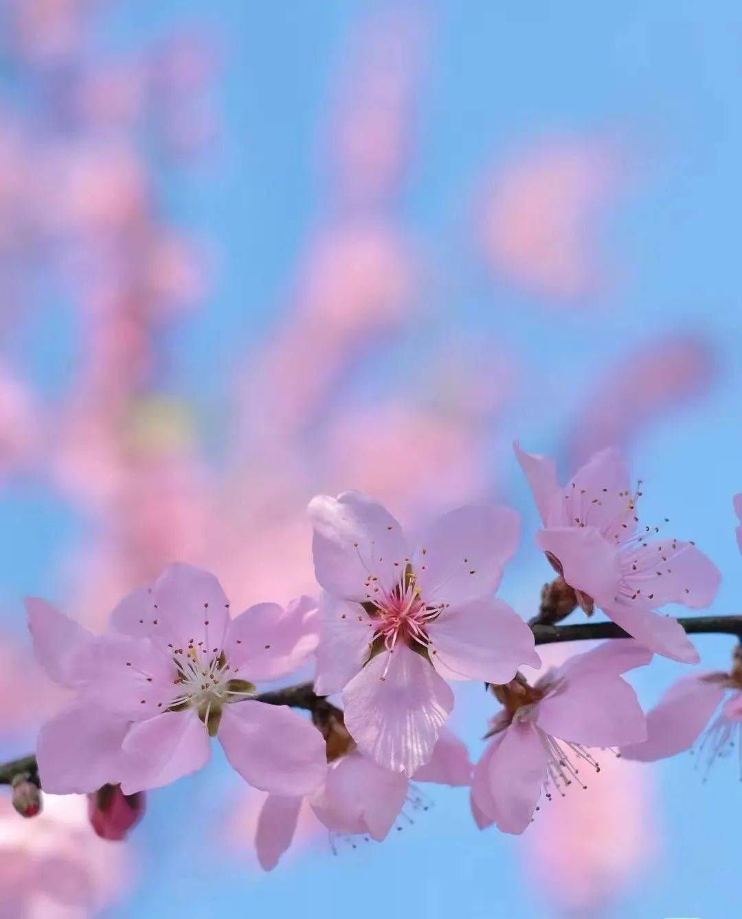 春可期我在这里等你