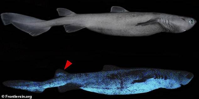 夜光|新西兰深海惊现“巨型夜光鲨”，以生物发光为伪装攻击猎物