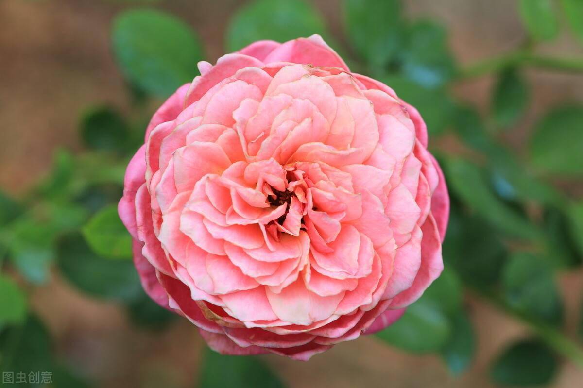 开花最大的月季是哪一款 441e192fc484498eb7debb624afbf816.jpeg