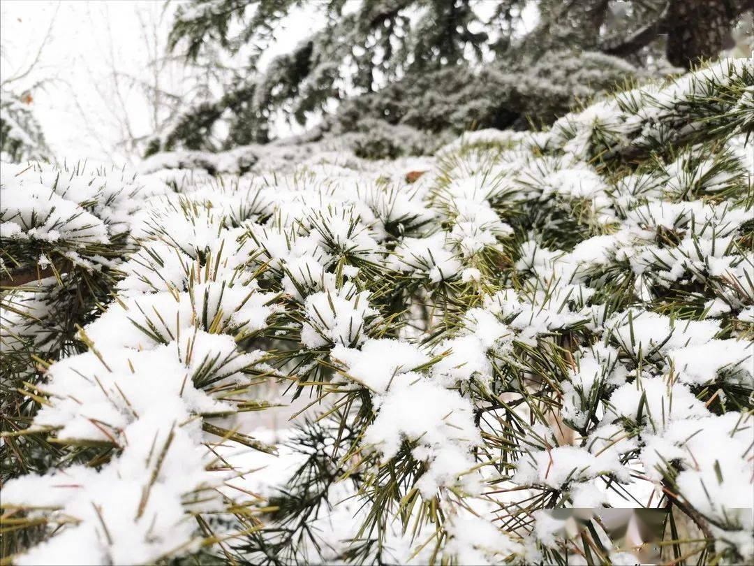 假春天陽春三月第一天桓臺下雪了